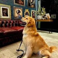Golden Retriever 100% americano