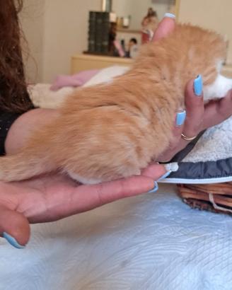 Gattini a pelo lungo incrocio persiani