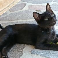 Gattino maschio nero affettuoso di 2.5 mesi