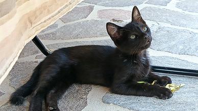 Gattino maschio nero affettuoso di 2.5 mesi
