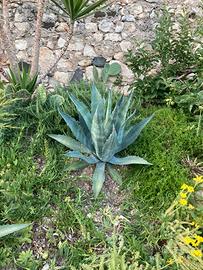 Agave circa 60 cm