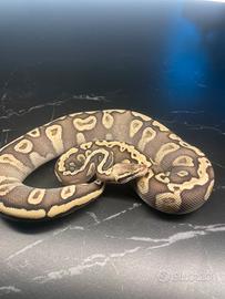 Ball Phyton, Pitone Reale, Rettili, Serpenti