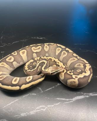 Ball Phyton, Pitone Reale, Rettili, Serpenti