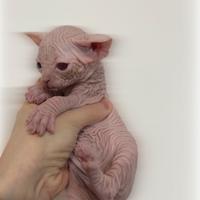 Sphynx