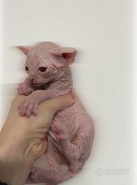 Sphynx