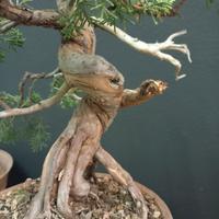 Ginepro chinensis var. itoigawa