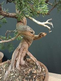 Ginepro chinensis var. itoigawa