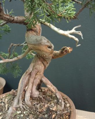 Ginepro chinensis var. itoigawa