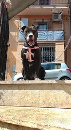 Super femmina PITBULL ADBA