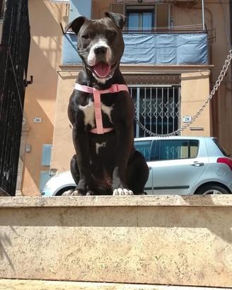 Super femmina PITBULL ADBA