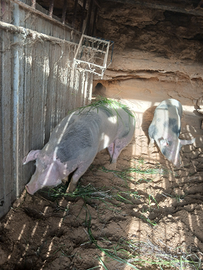 Maiali incrocio pietrain