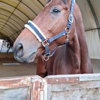 Doppia pony e cavallo