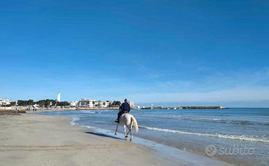 Meravigliose vacanze a Torre Canne