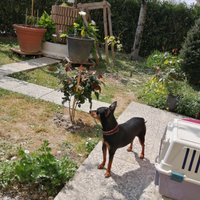 Pinscher per accoppiamento