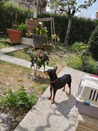 Pinscher per accoppiamento