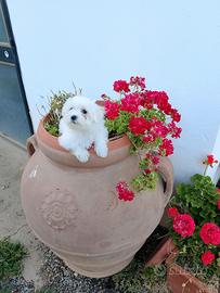 Cucciola di maltese