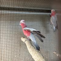 Cacatua rosa ed altri pappagalli