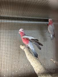 Cacatua rosa ed altri pappagalli