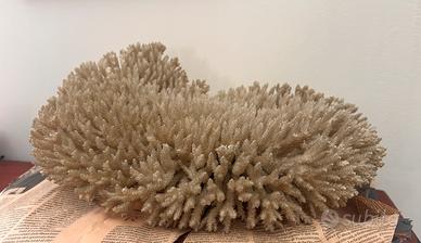 Corallo Bianco "Acropora" Gigante 40x30 cm