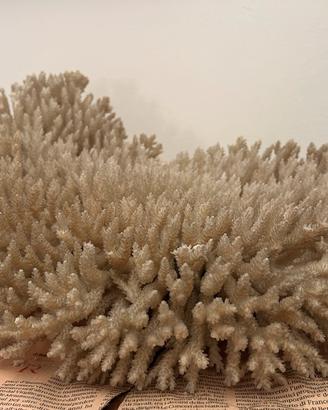 Corallo Bianco "Acropora" Gigante 40x30 cm