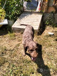 Lagotto romagnolo
