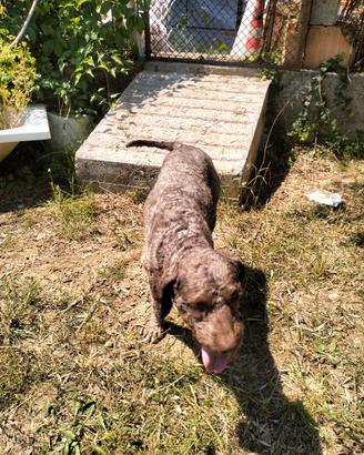 Lagotto romagnolo