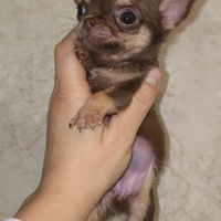 Cuccioli mini Toy chihuahua