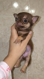 Cuccioli mini Toy chihuahua