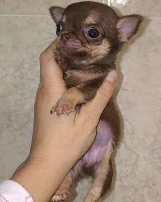 Cuccioli mini Toy chihuahua