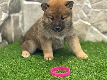 Shiba Inu
