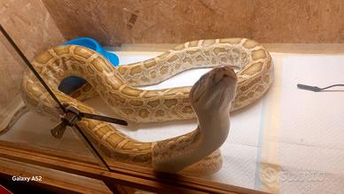 Moluro (F) hipo het albino green