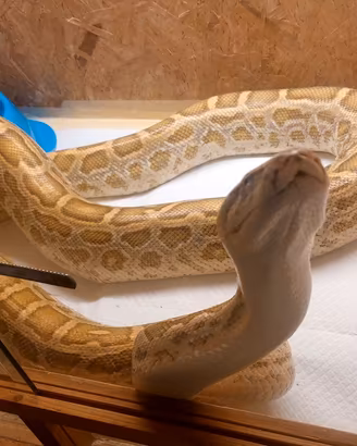 Moluro (F) hipo het albino green