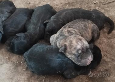 Cuccioli di cane corso