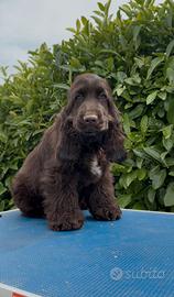 Cuccioli cocker spaniel inglese