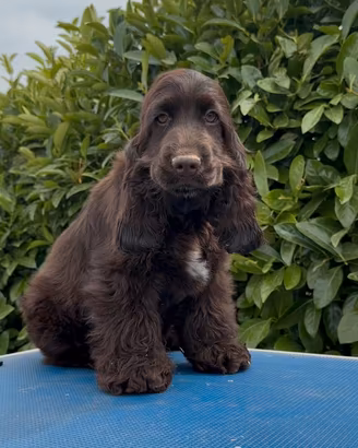 Cuccioli cocker spaniel inglese