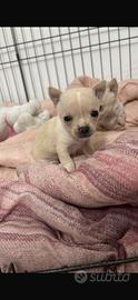 Cane chihuahua