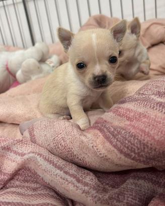 Cane chihuahua
