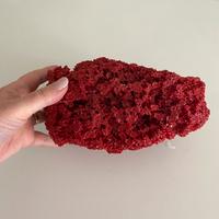 Corallo rosso naturale decorativo