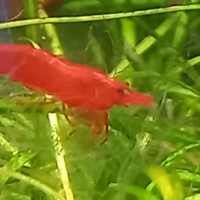 Neocaridina bloody marry gamberetti