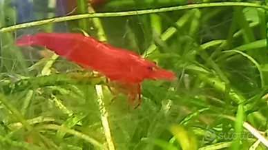 Neocaridina bloody marry gamberetti