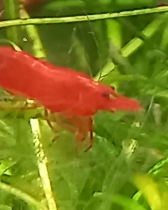Neocaridina bloody marry gamberetti