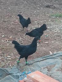 Galline