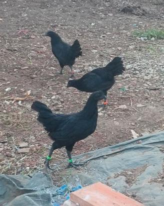 Galline