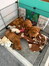 Cuccioli di barboncino