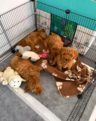 Cuccioli di barboncino