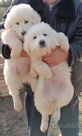 Cucciole maremmano