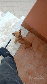Chihuahua Disponibile per monte