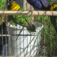 Inseparabile personatus