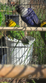 Inseparabile personatus