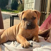 American pit bull terrier